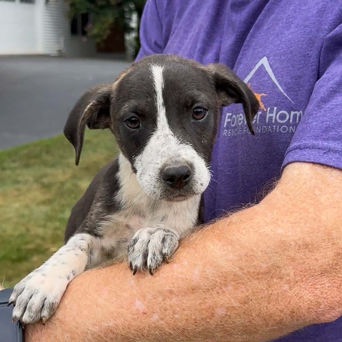 Brand New Day Parker - Australian Cattle Dog/Blue Heeler