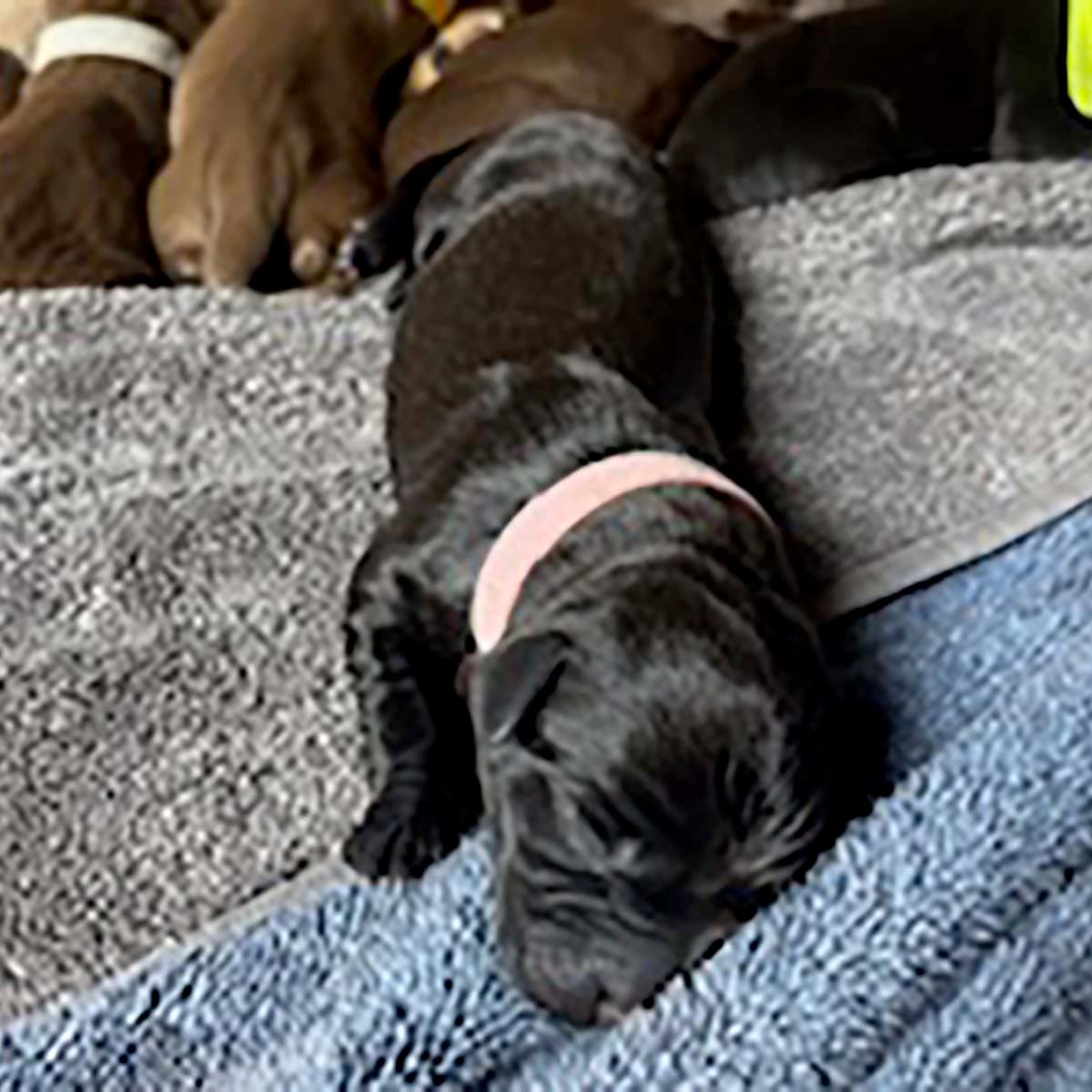 Princess Pup Aurora - Labrador Retriever