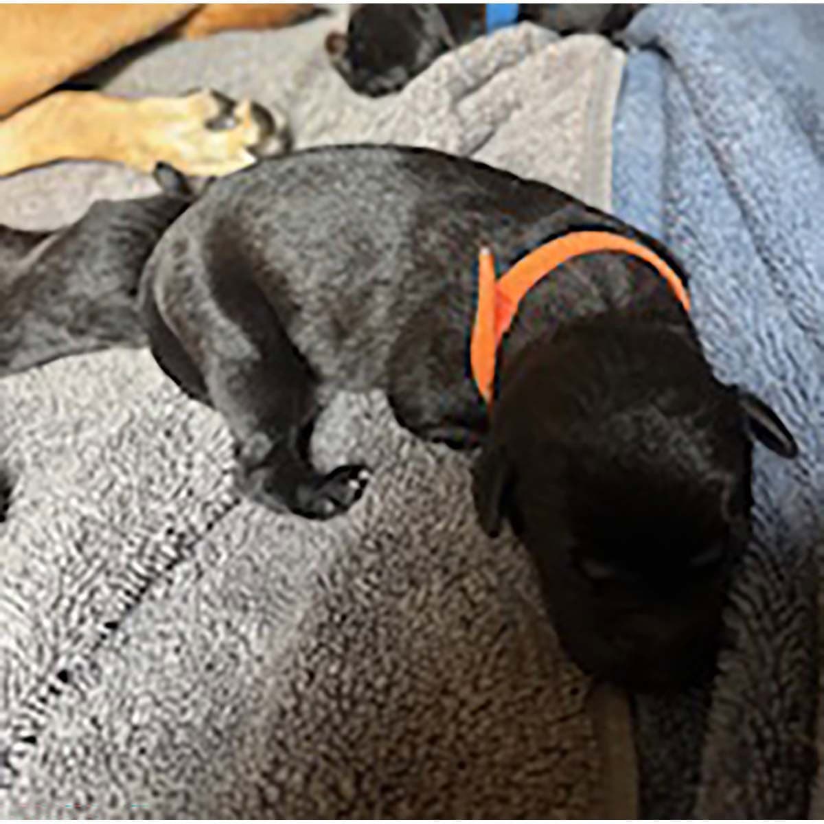 Princess Pup Kristoff - Labrador Retriever