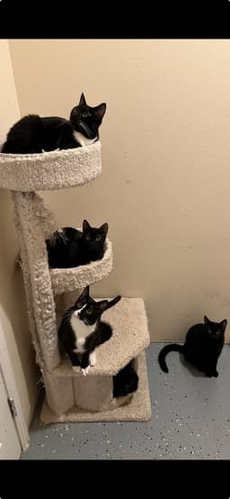 Mini Panthers image 1