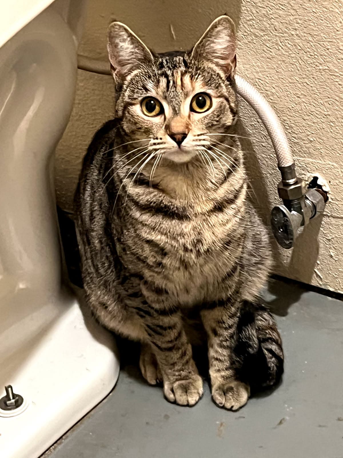 Rae - Domestic Short Hair