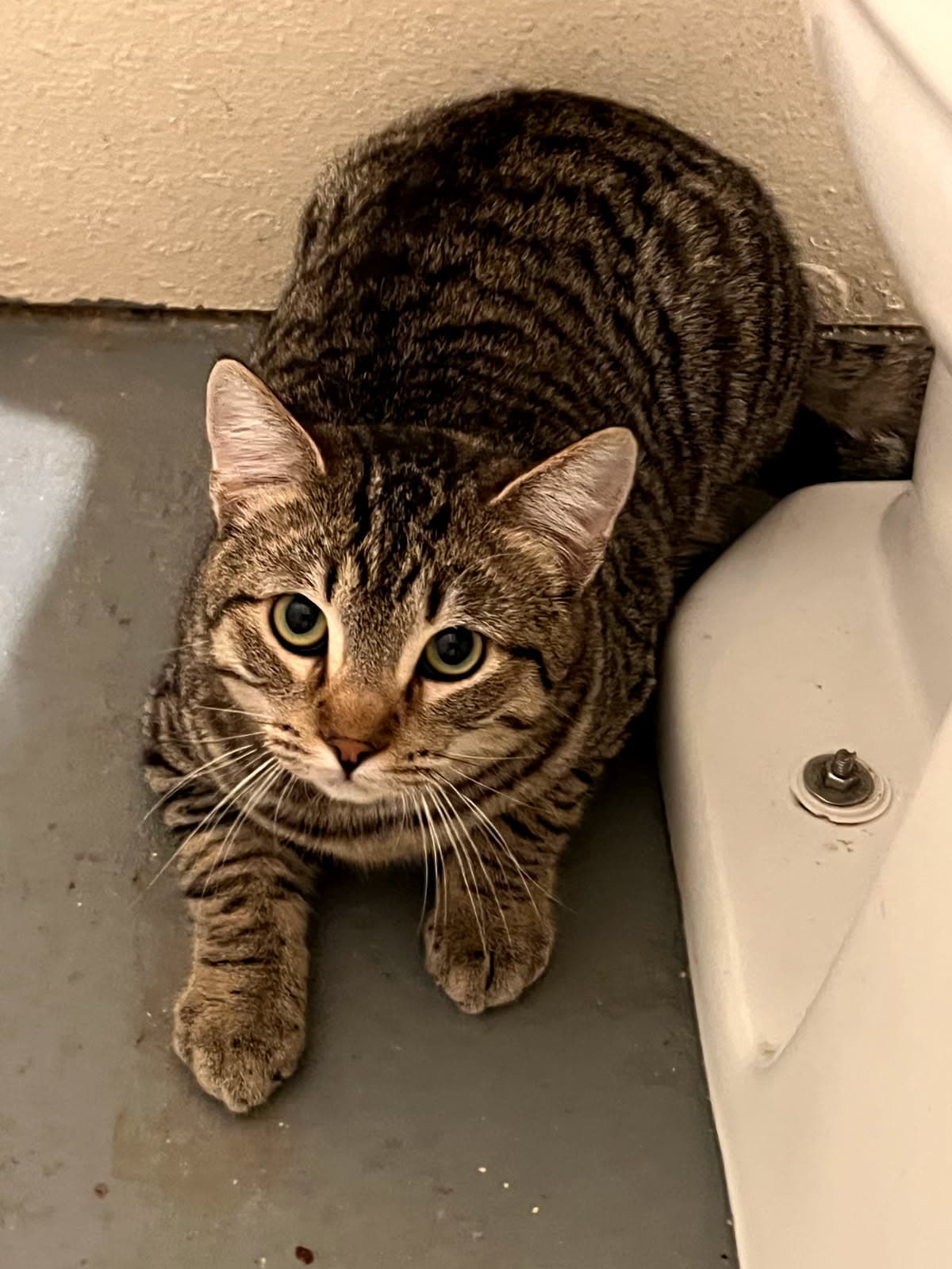 Ravioli - Domestic Short Hair