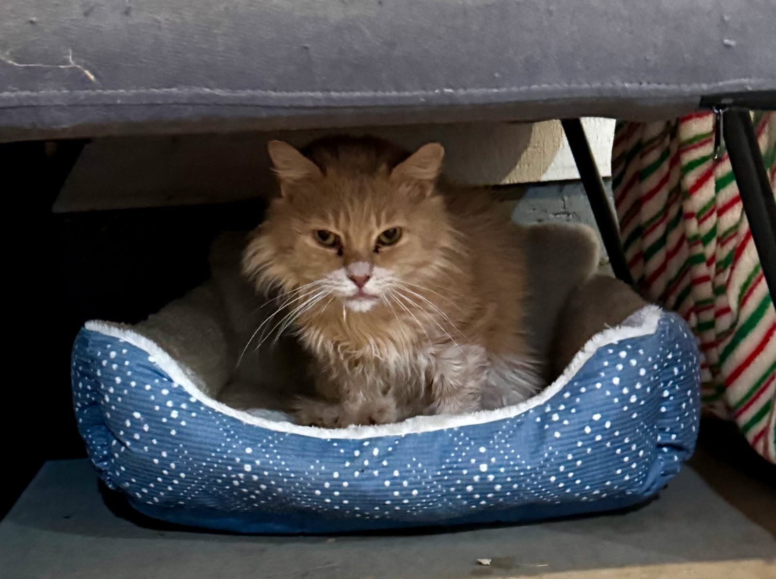 Abbott And Costello - Domestic Long Hair