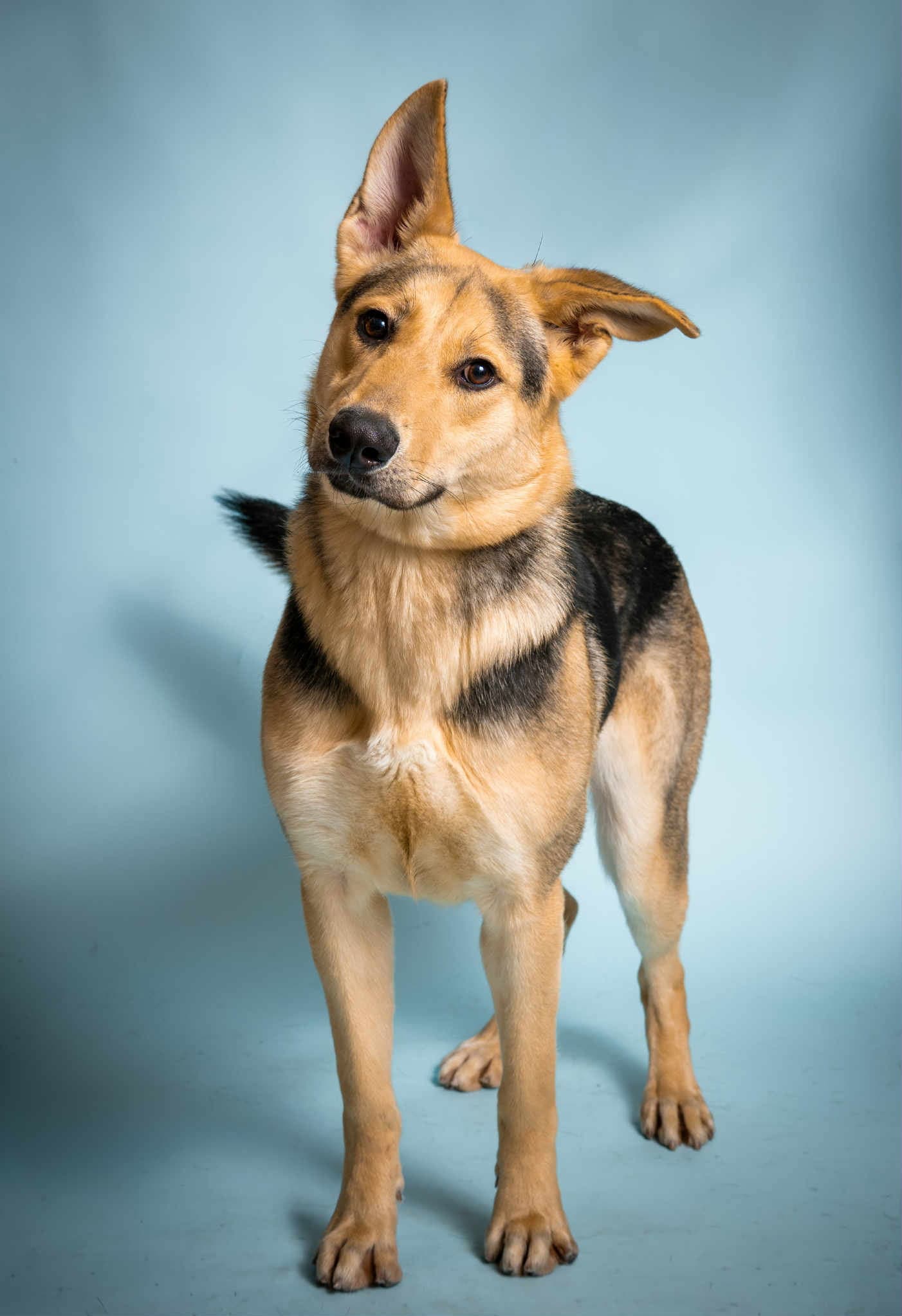 Teddy - German Shepherd Dog