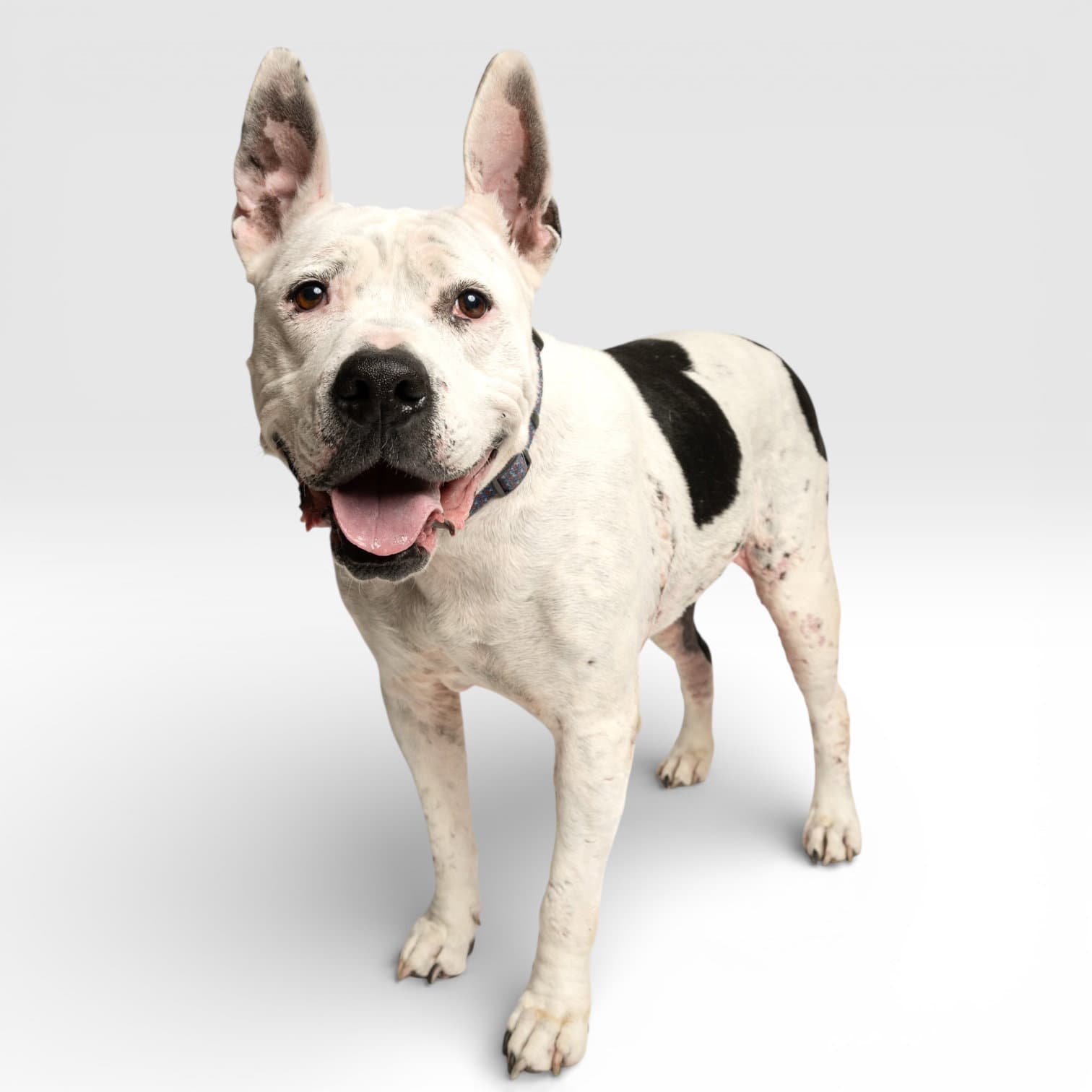 Golda - Pit Bull Terrier