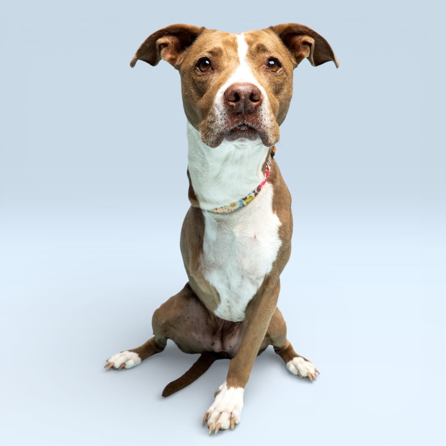 Chelsea - American Pit Bull Terrier