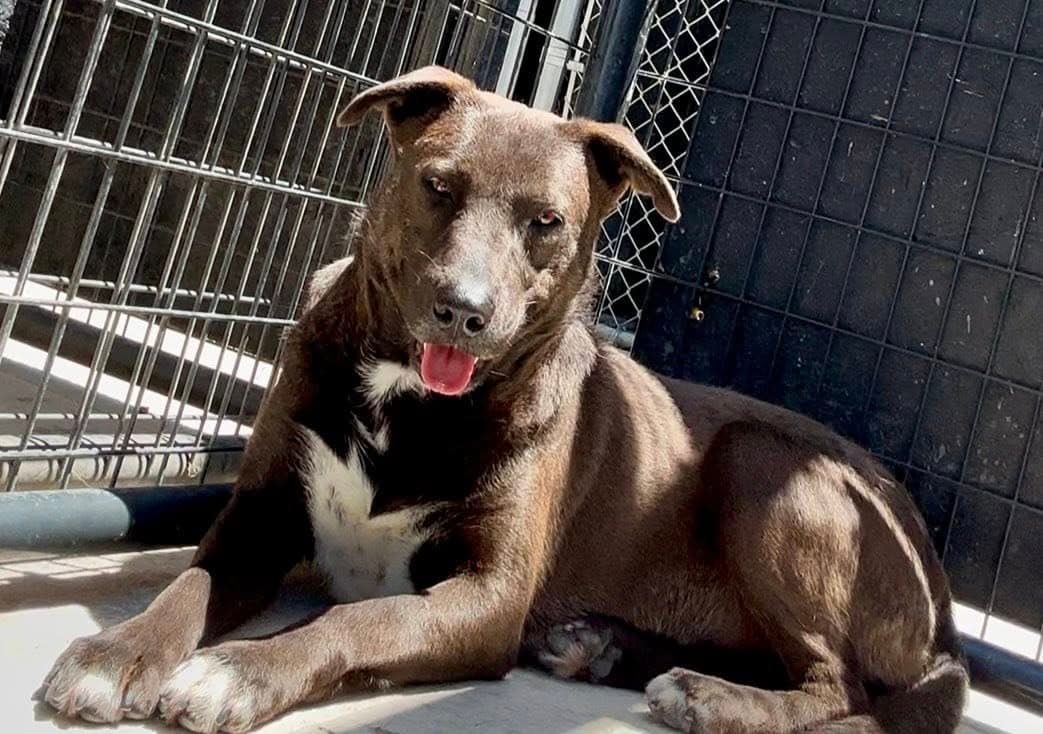 Benny - Pit Bull Terrier