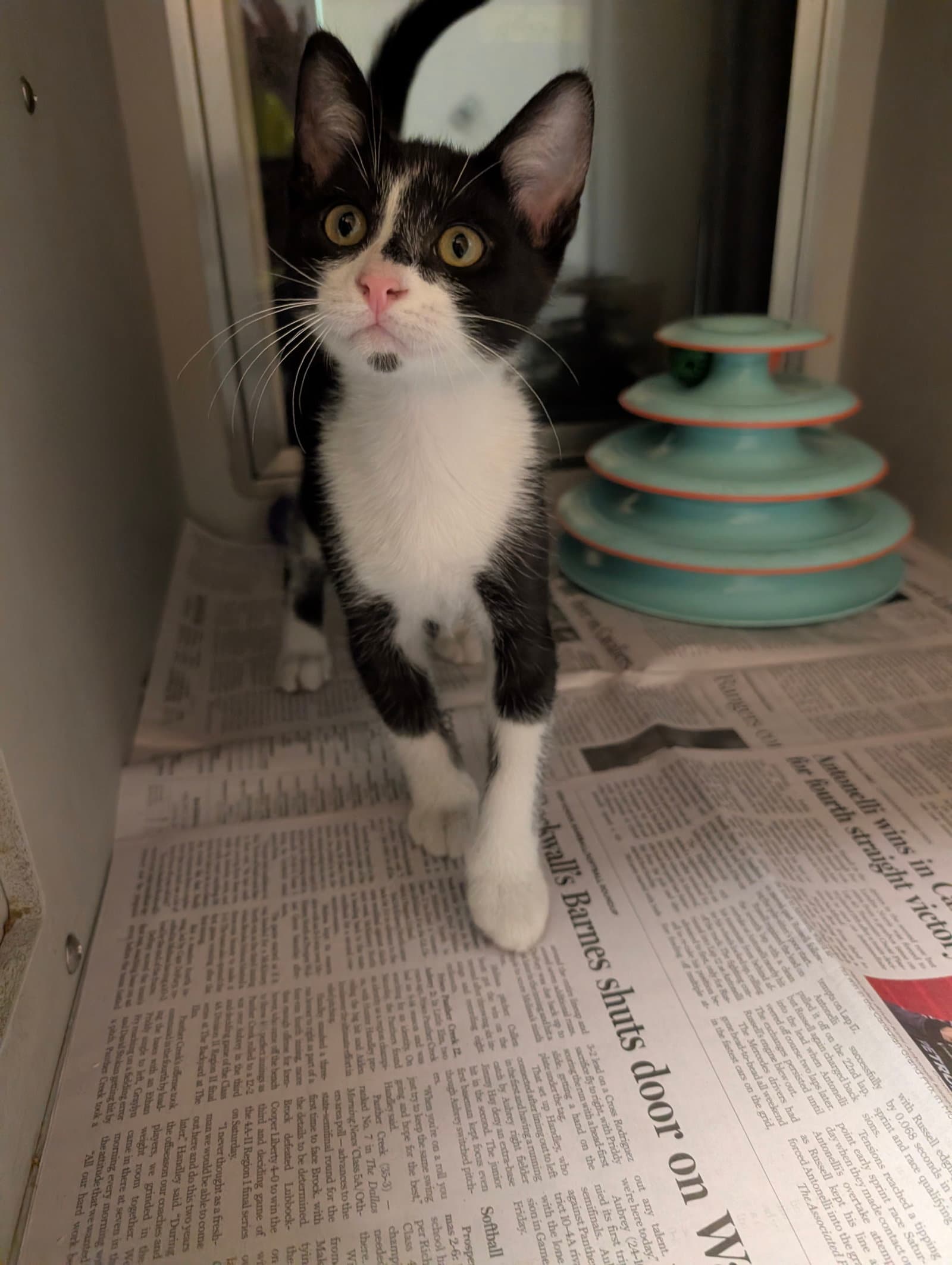 Teeny - Domestic Short Hair