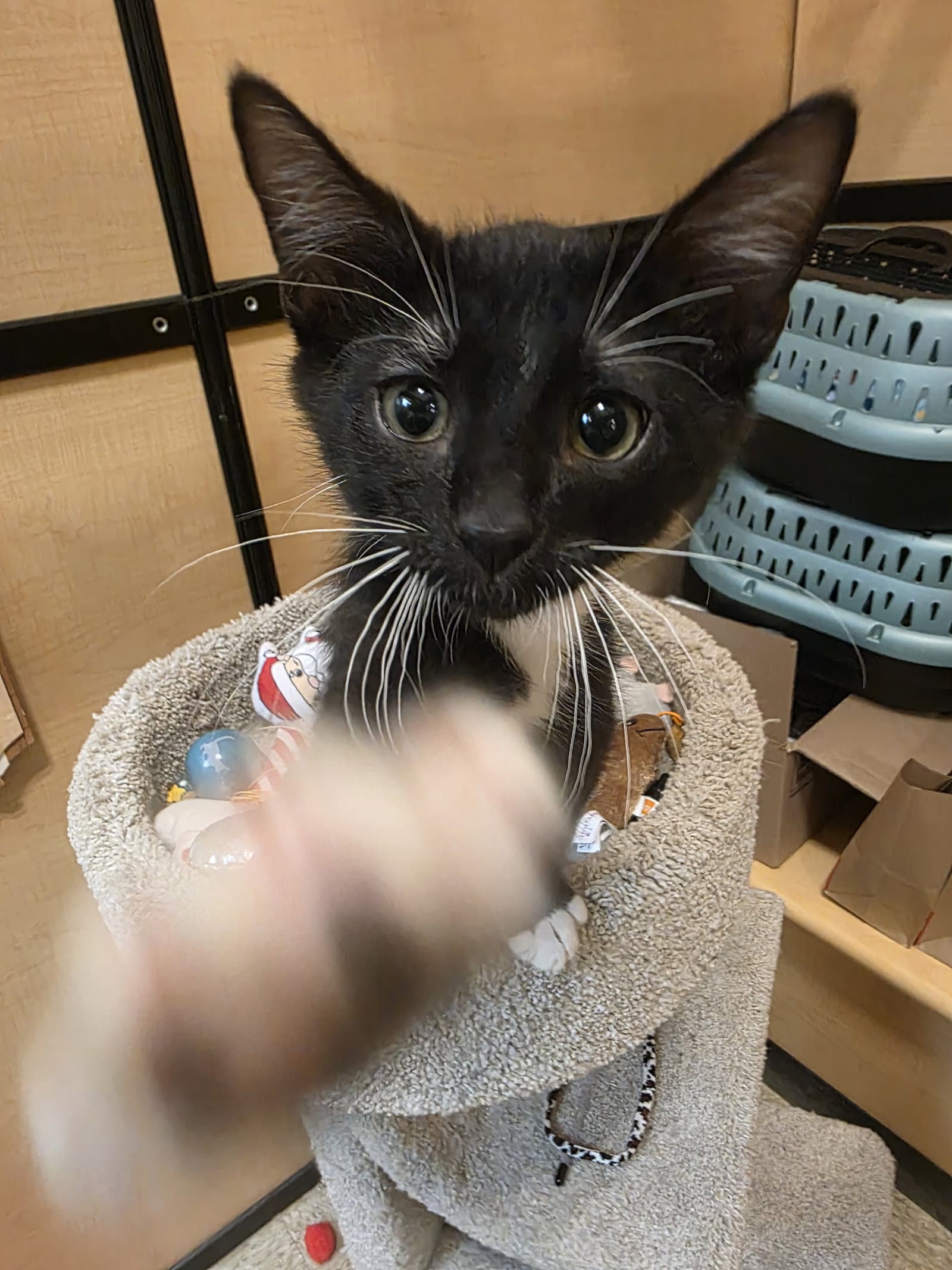 Craven - Domestic Short Hair