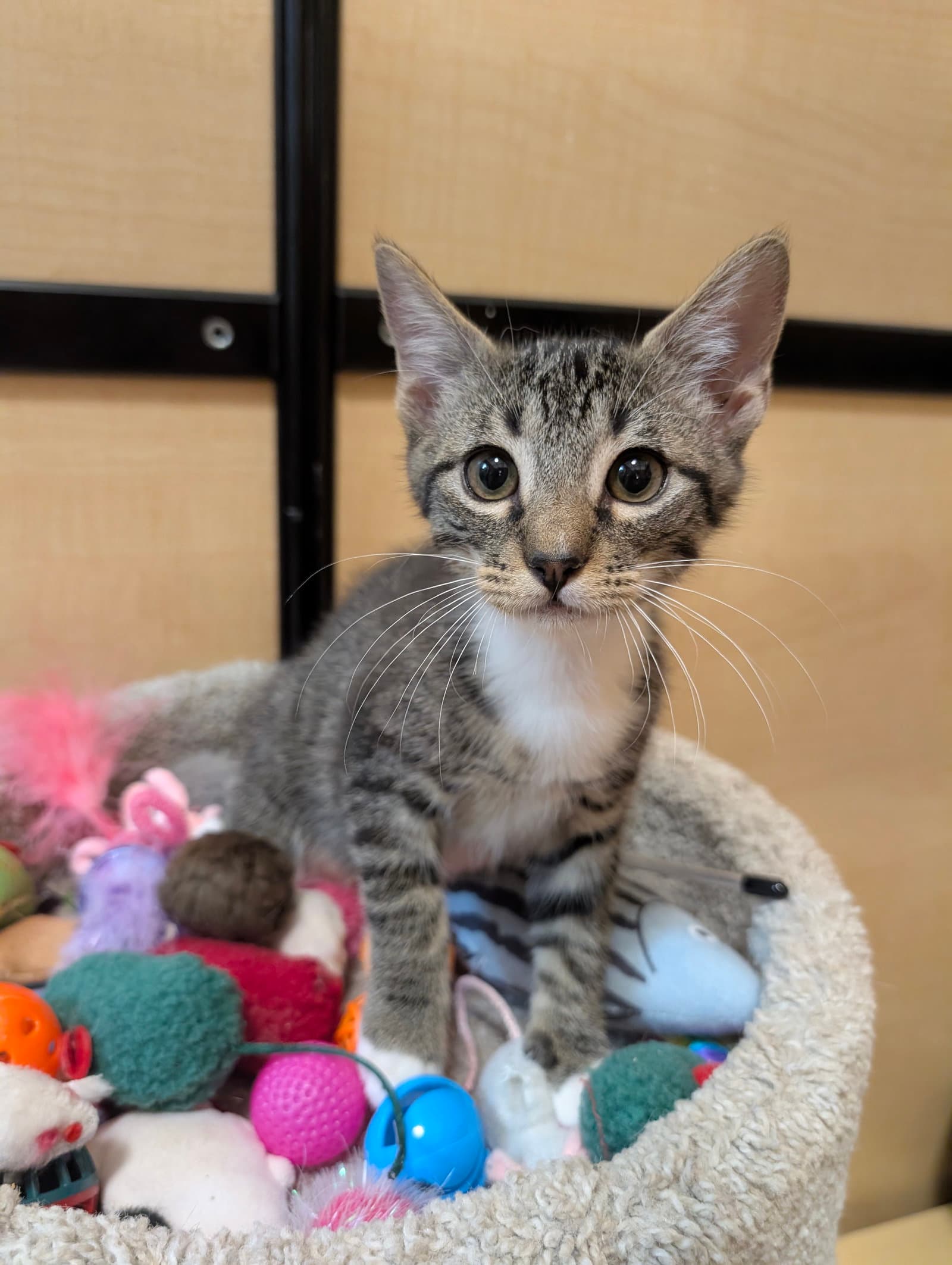 Cyborg - Domestic Short Hair