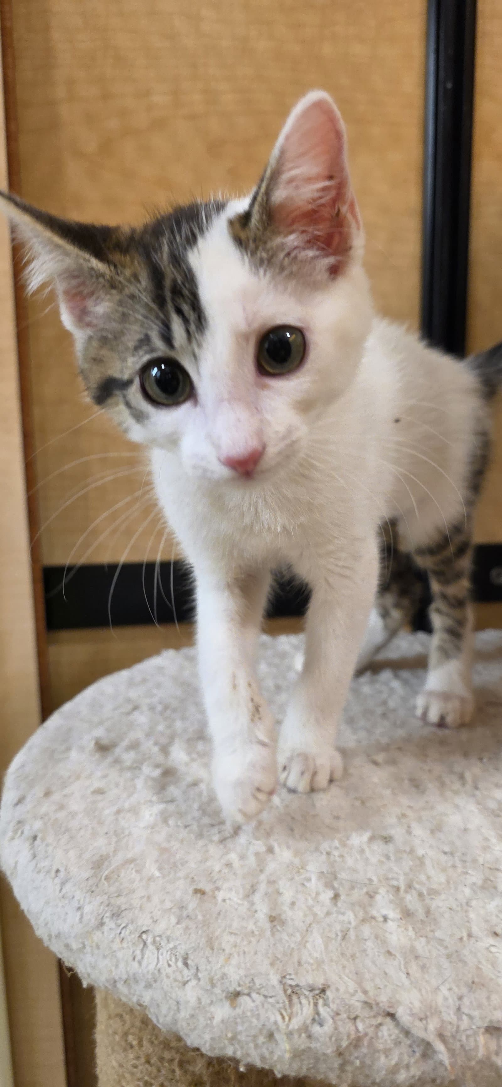 Dumpling - Domestic Short Hair