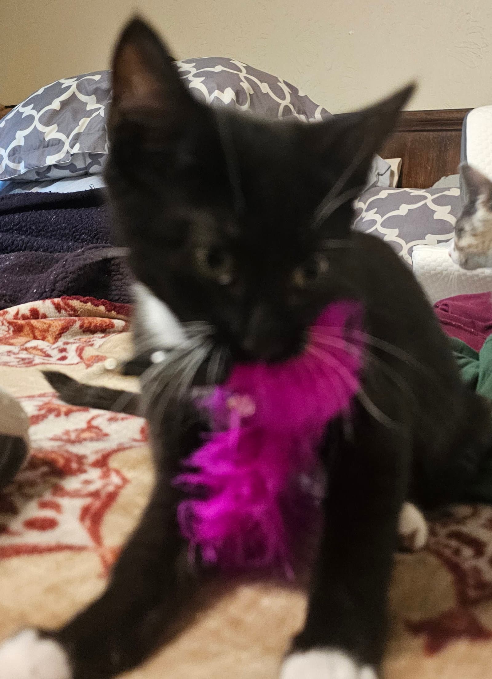 Happy - Domestic Short Hair
