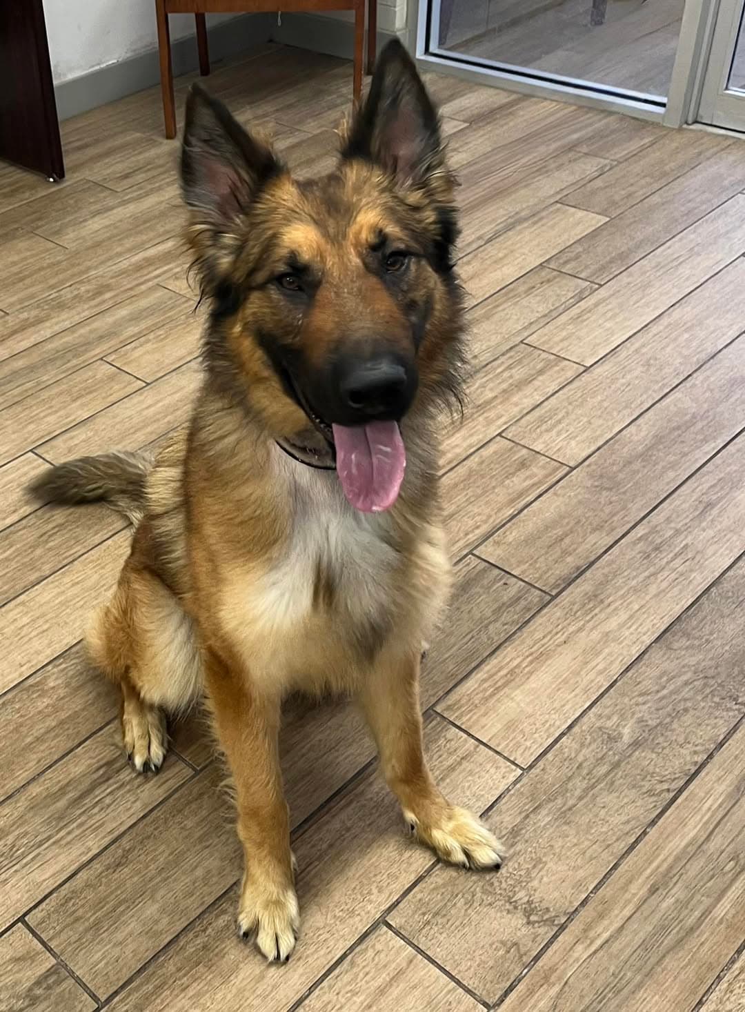 Capone - Belgian Shepherd Malinois
