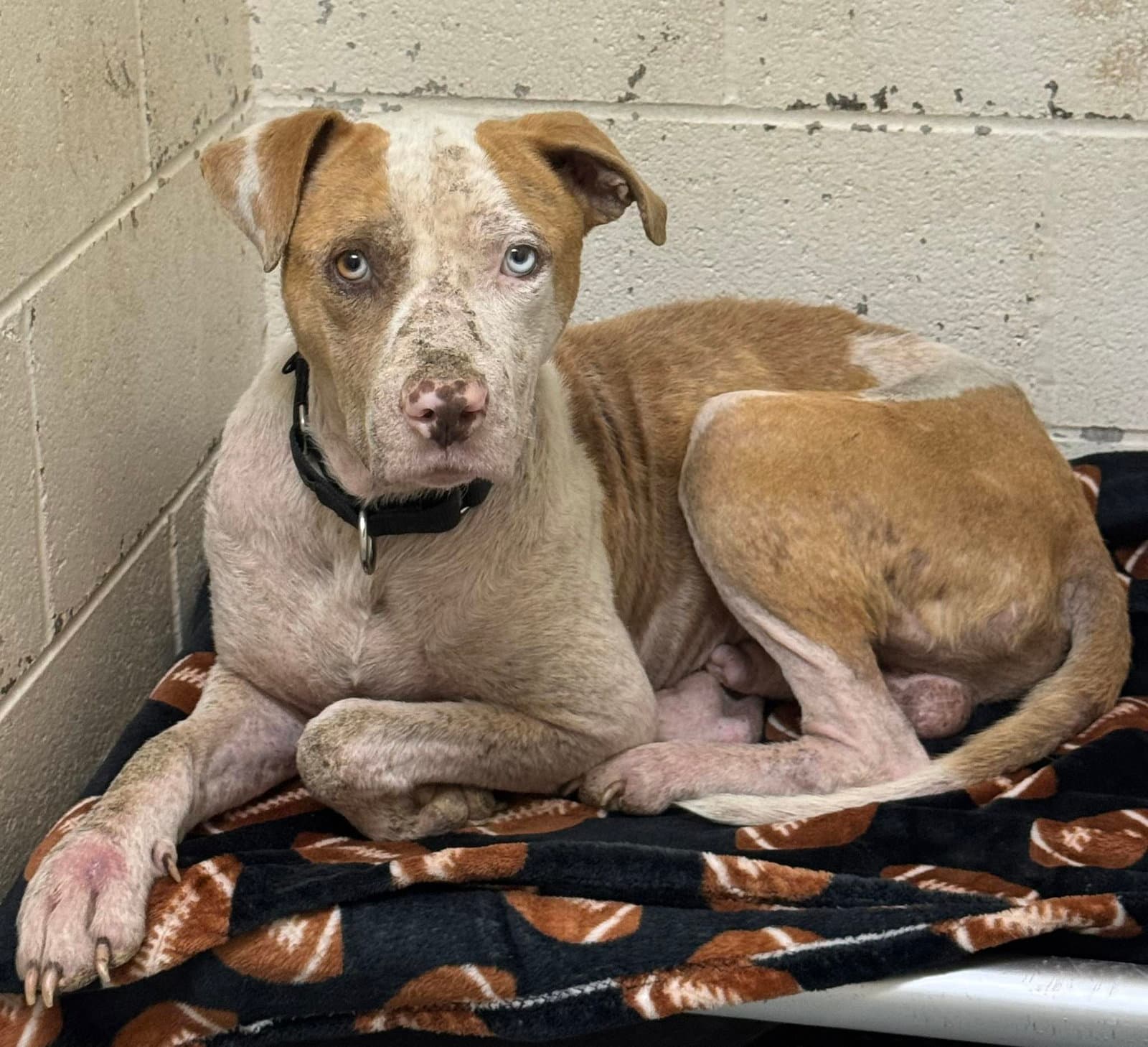 Ozark - Pit Bull Terrier