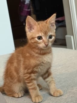 Gato image 1