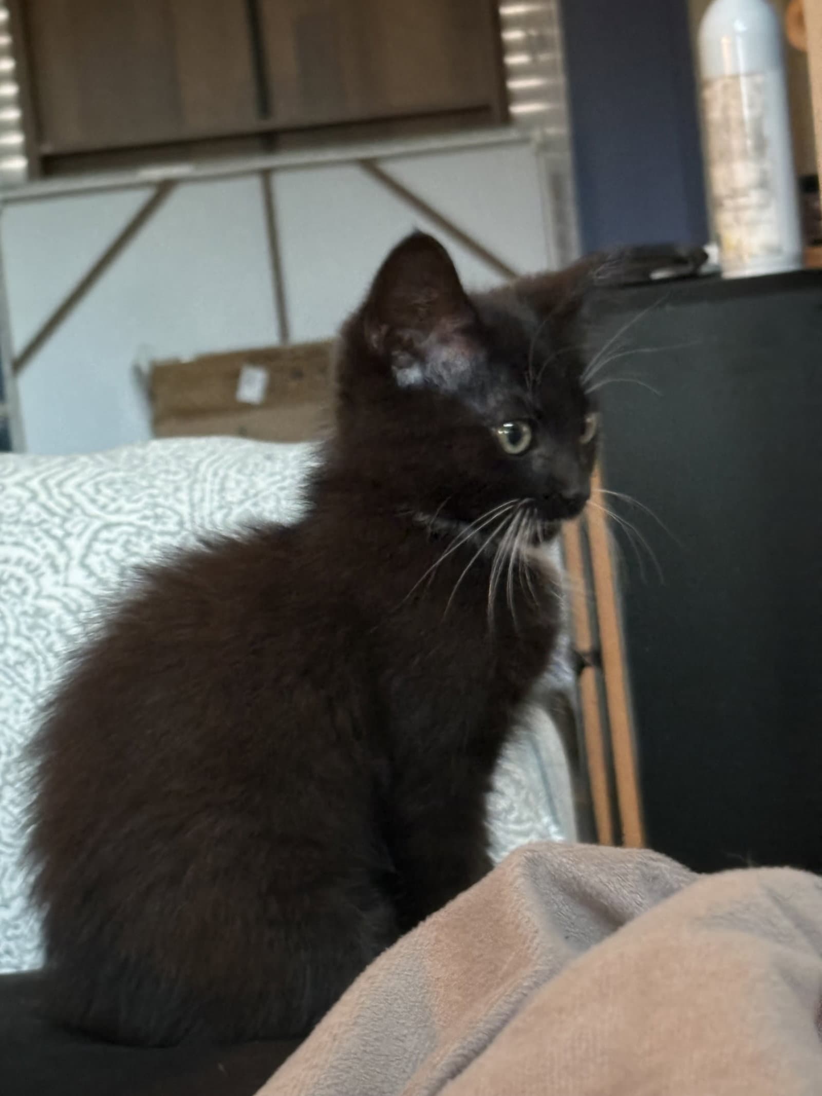 Dotz - Domestic Short Hair