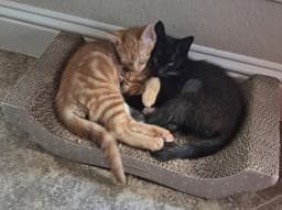 Dotz image 2