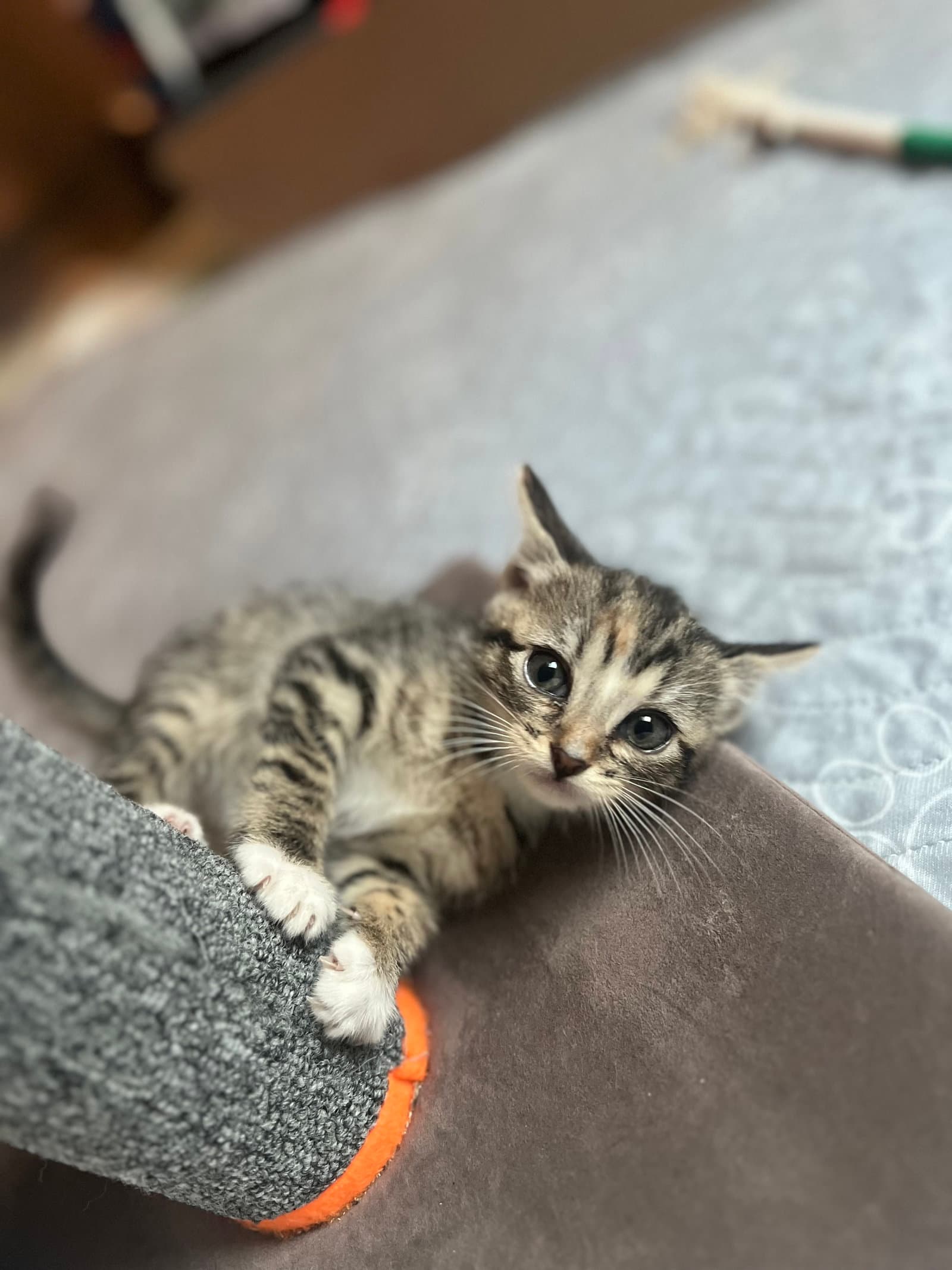 Ana - Domestic Short Hair