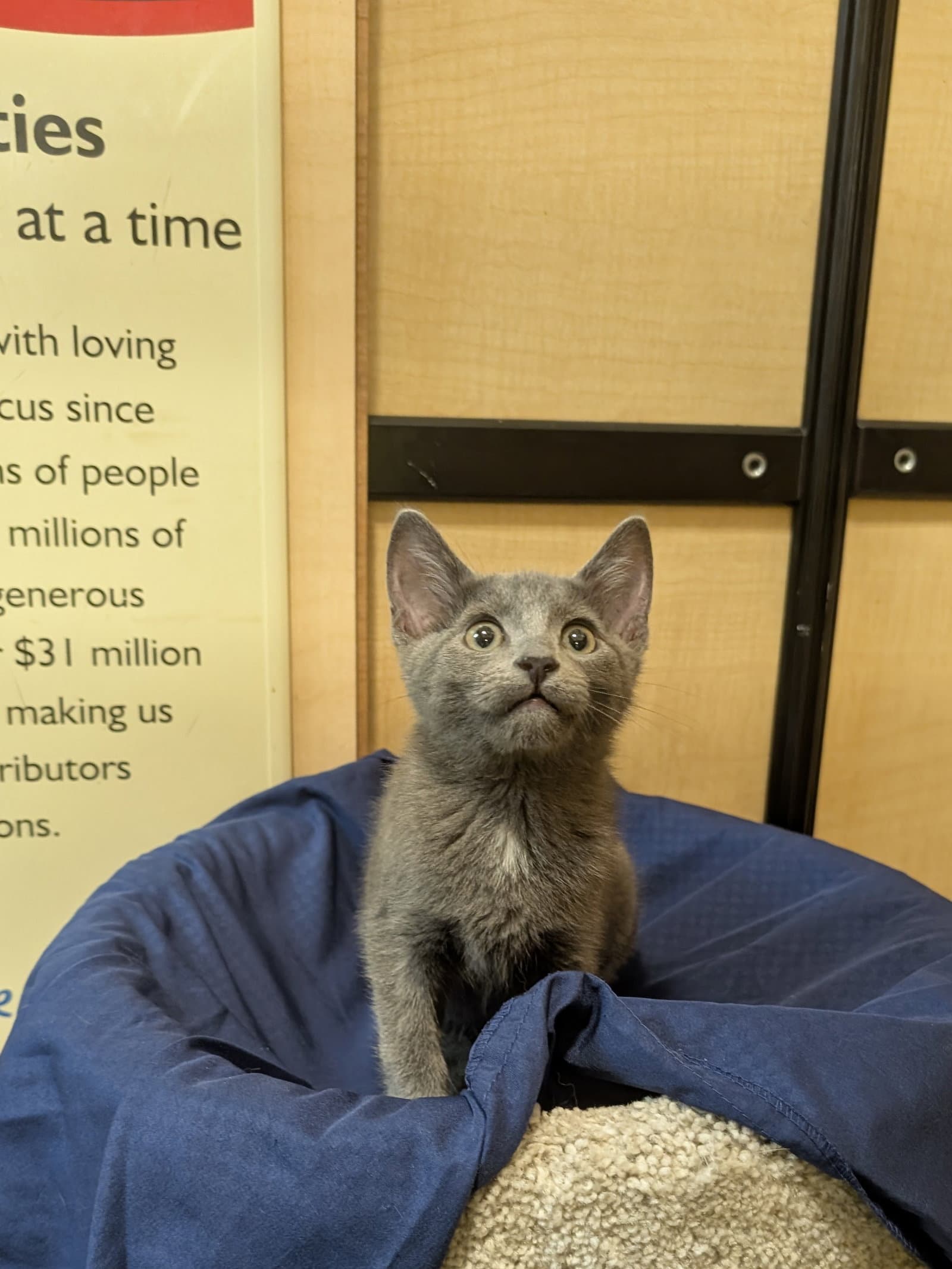 Nick - Domestic Short Hair