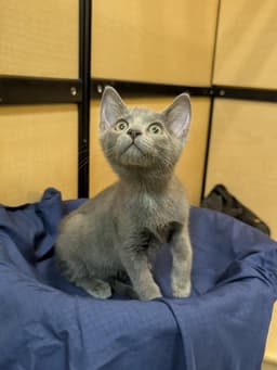 Nick image 2