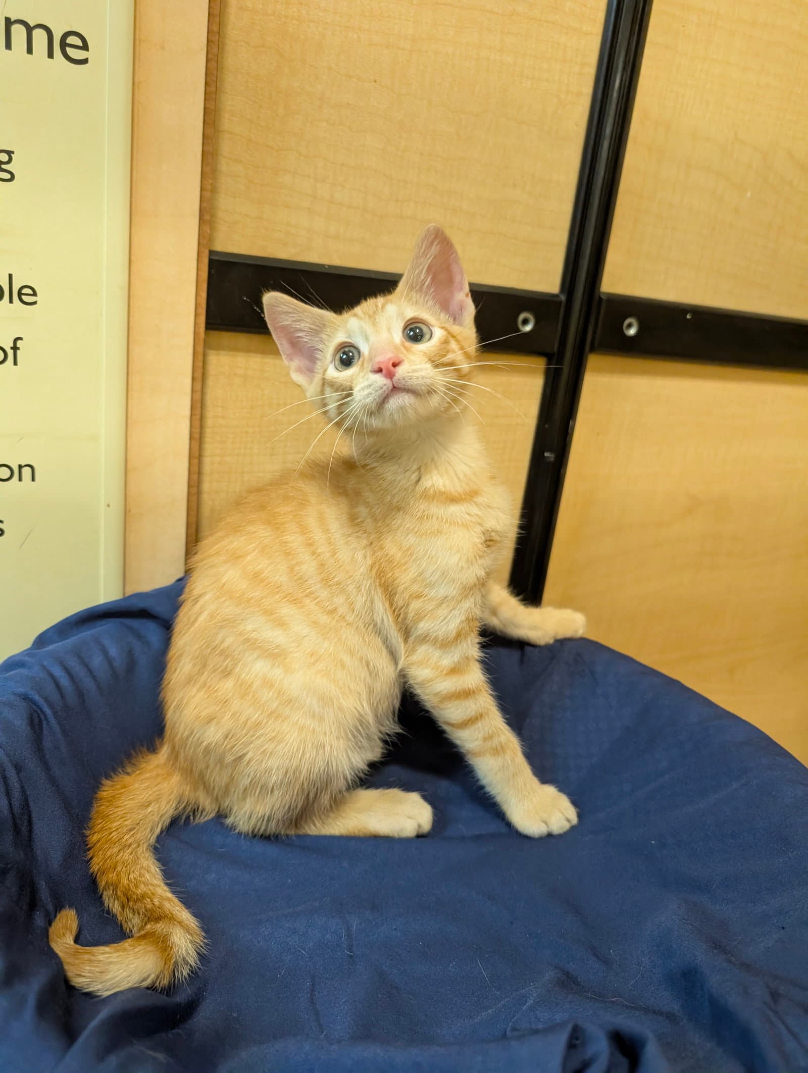 Rudy - Domestic Short Hair