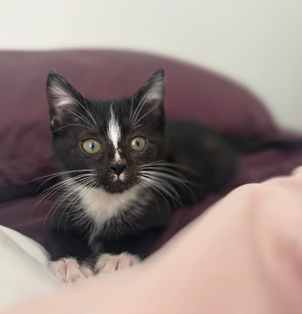 Branch - Domestic Short Hair