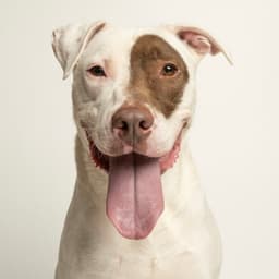 Tucker image 1