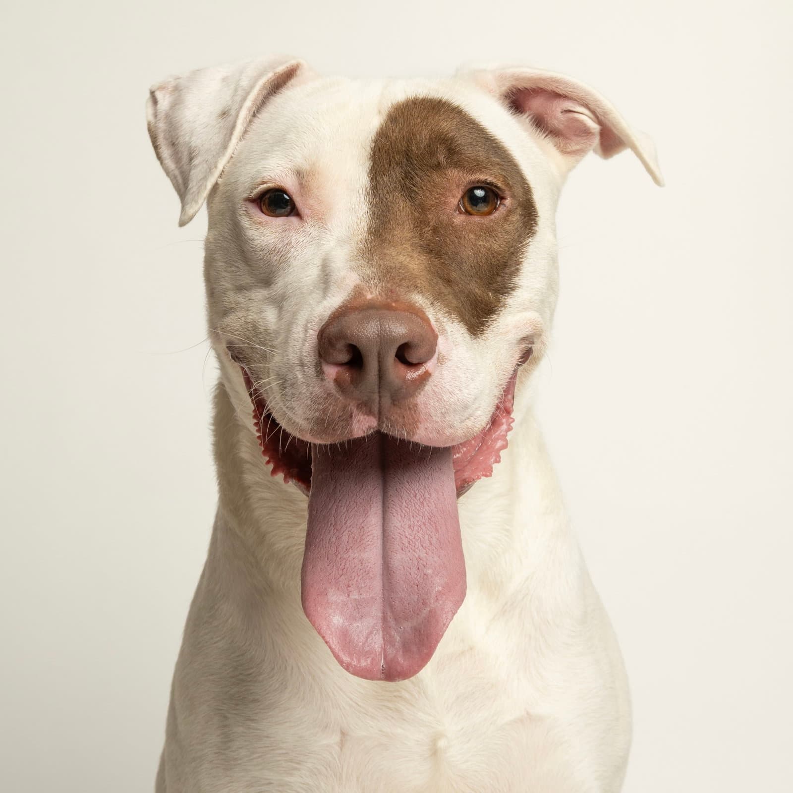 Tucker - Bull Terrier