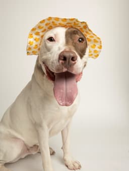 Tucker image 2