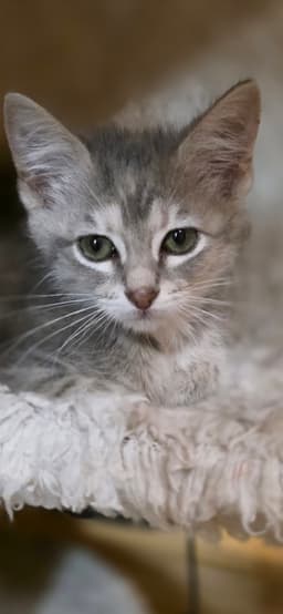 Mochi image 1