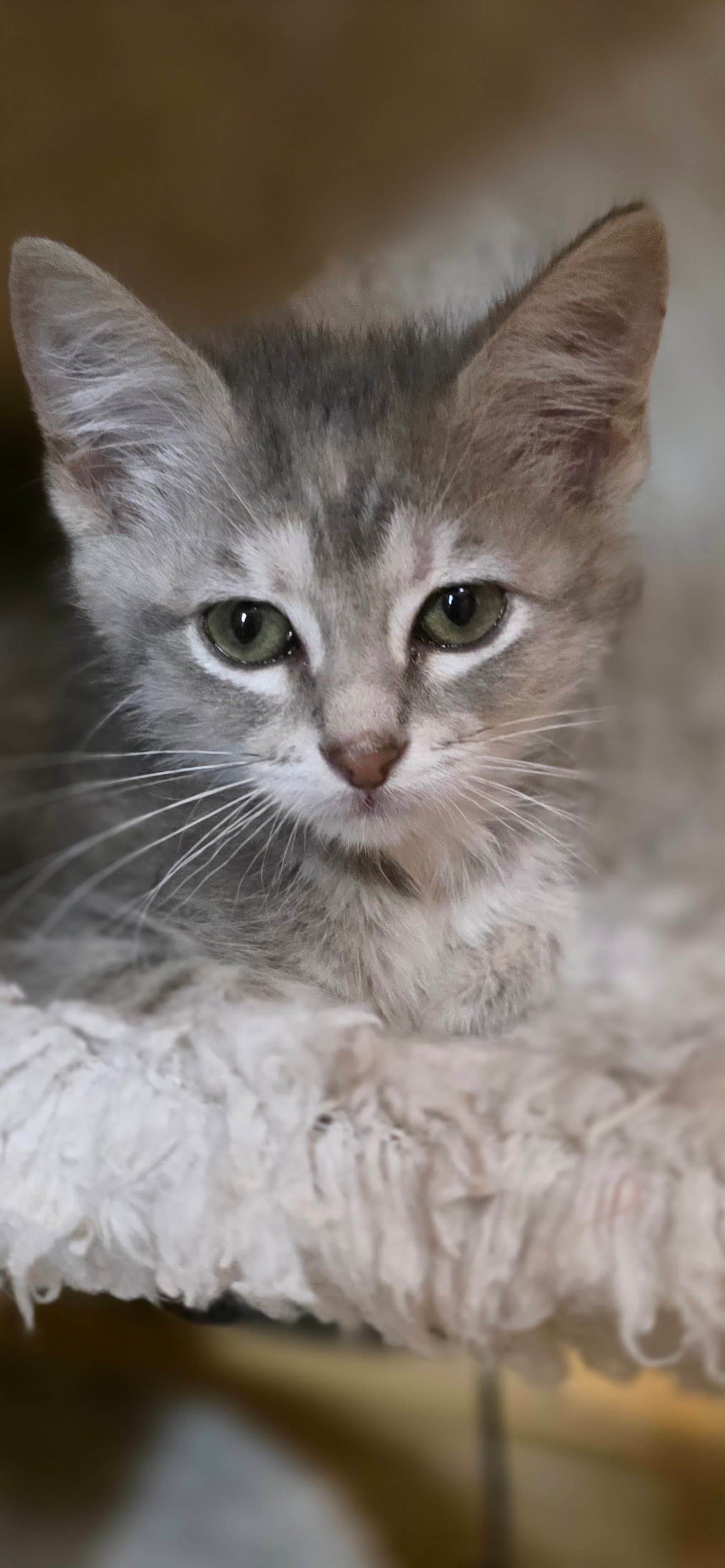 Mochi - Domestic Short Hair
