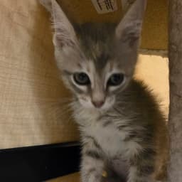 Mochi image 2