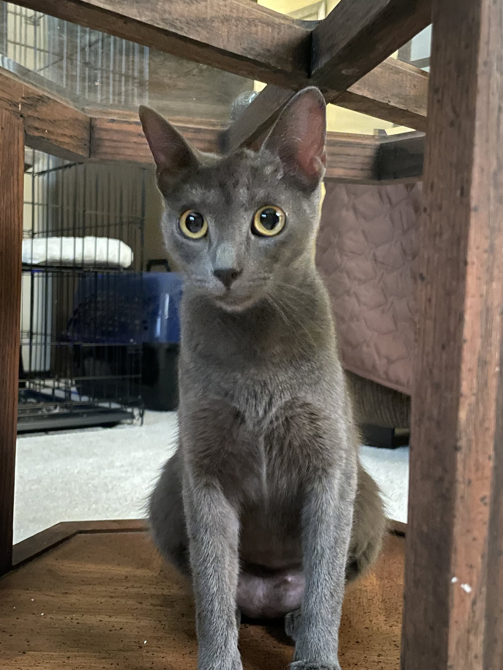 Buttercup - Domestic Short Hair