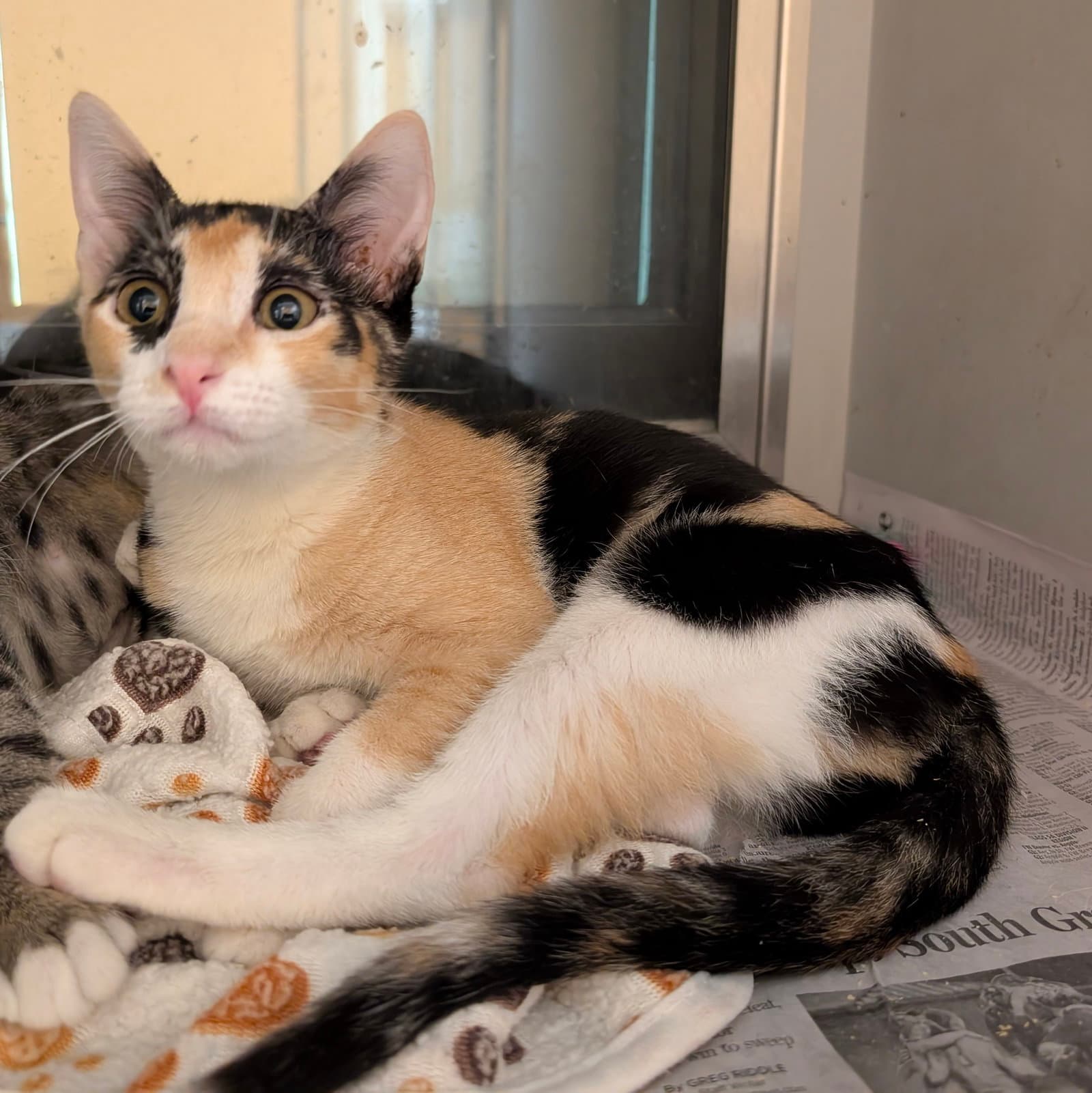 Kiara - Domestic Short Hair