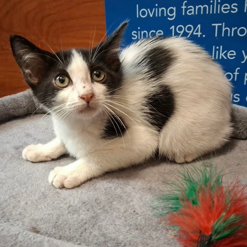 Sapphire - Domestic Short Hair