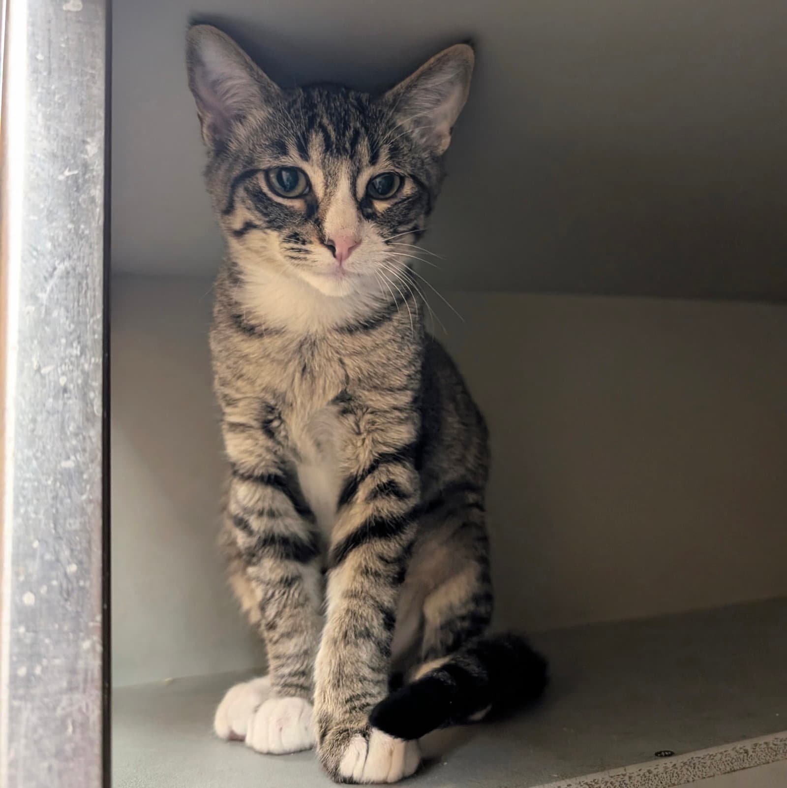 Simba - Domestic Short Hair