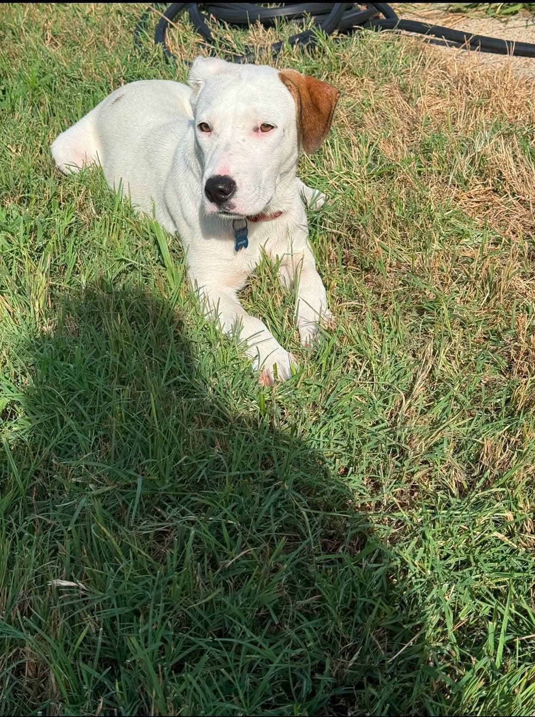Dash - Labrador Retriever