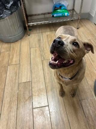 Jemma - Staffordshire Bull Terrier