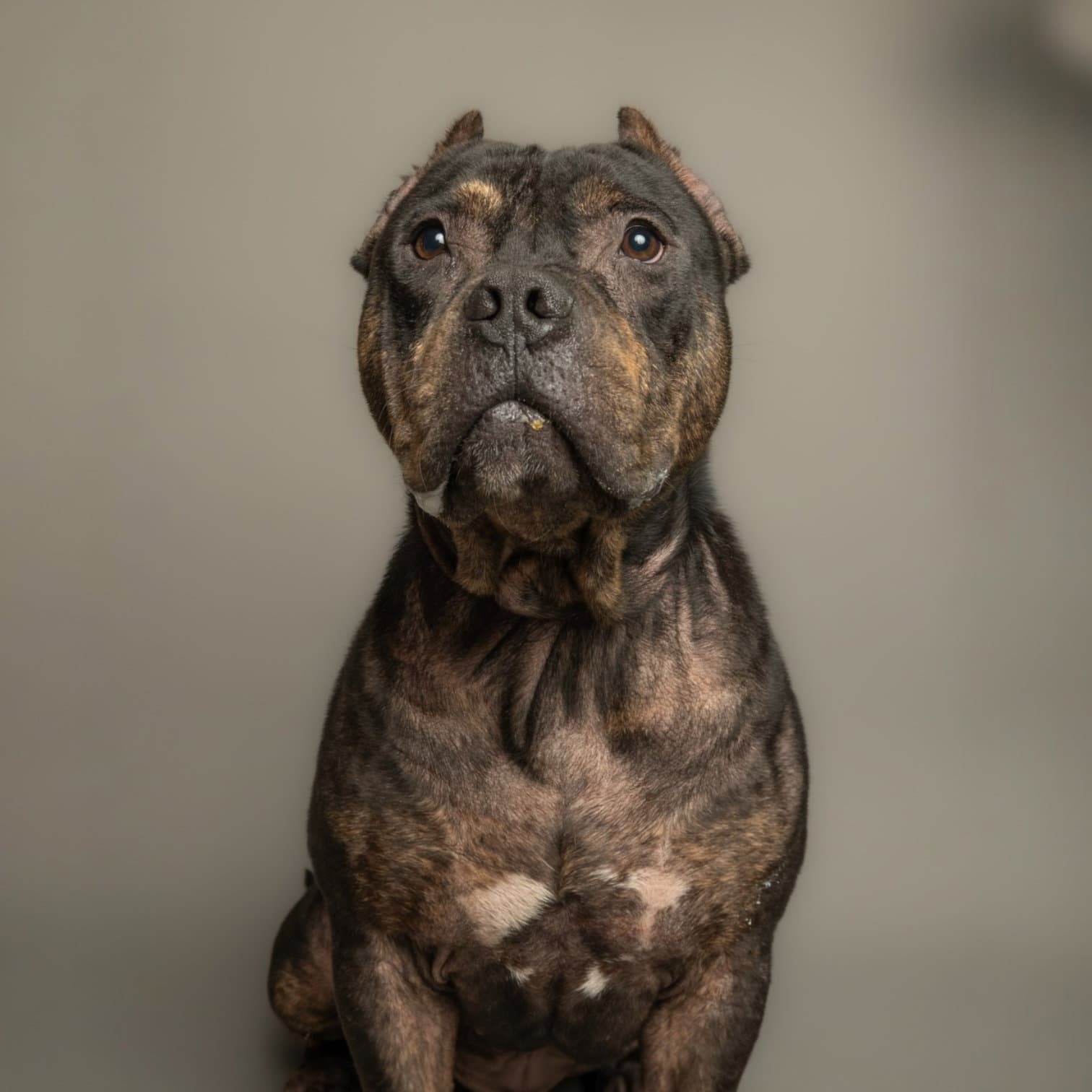 Meatball - American Bulldog