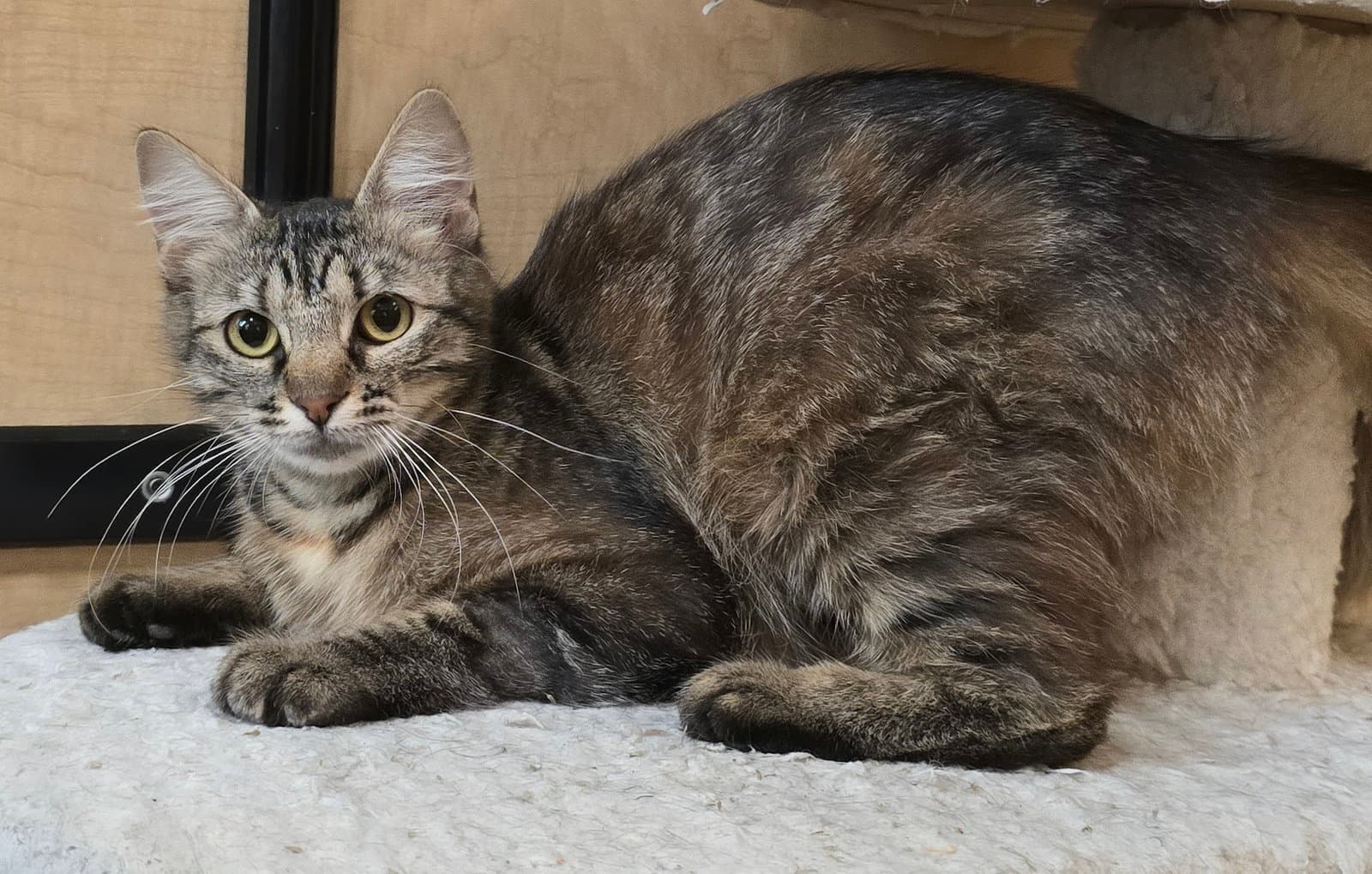 Mama Berry - Domestic Medium Hair