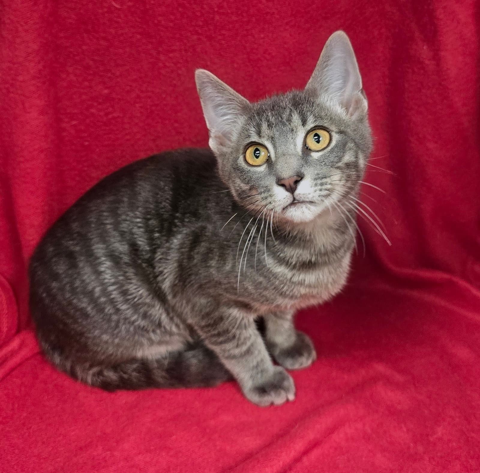 Freedom Mist - Domestic Short Hair