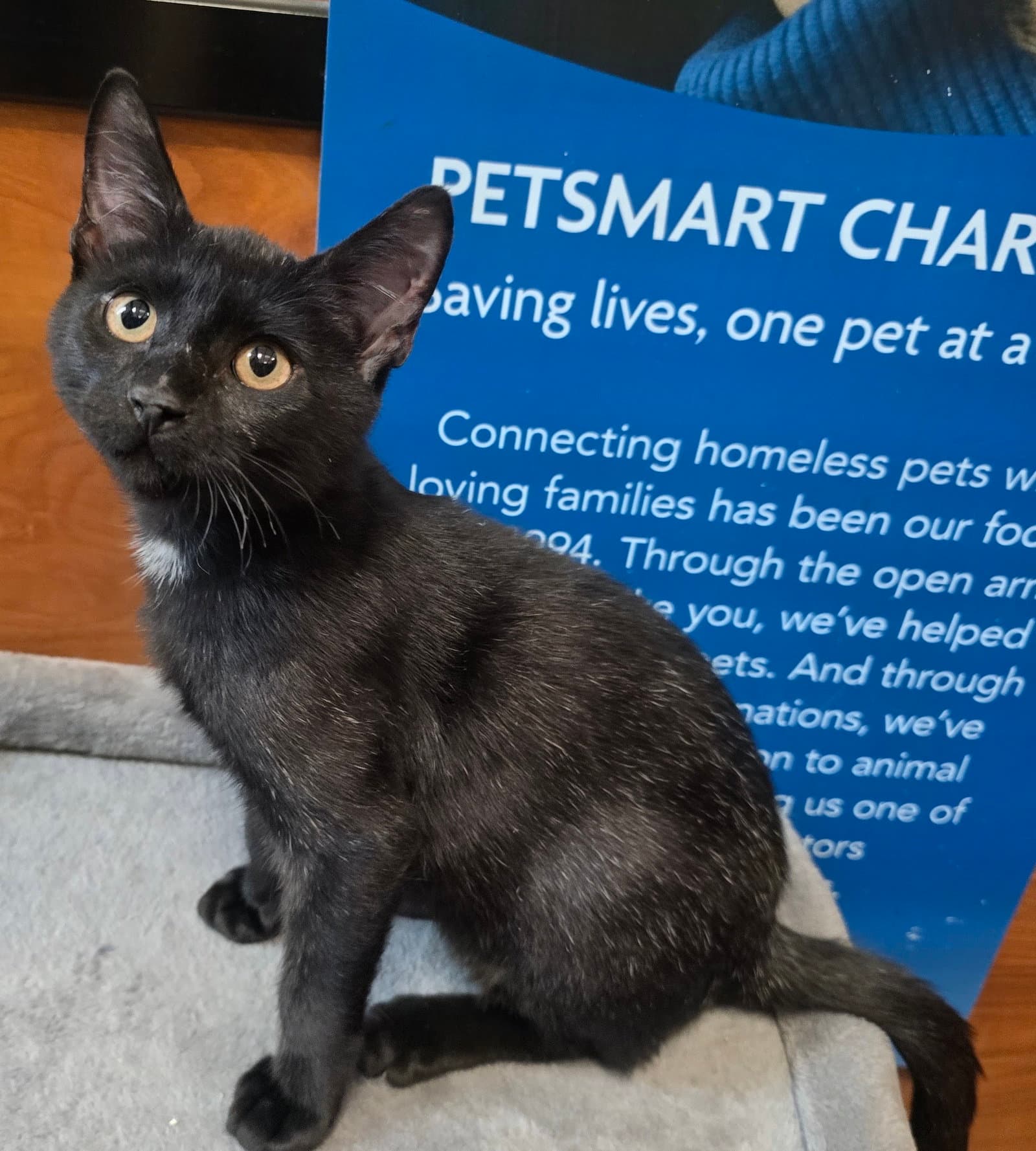 Raven - Domestic Short Hair