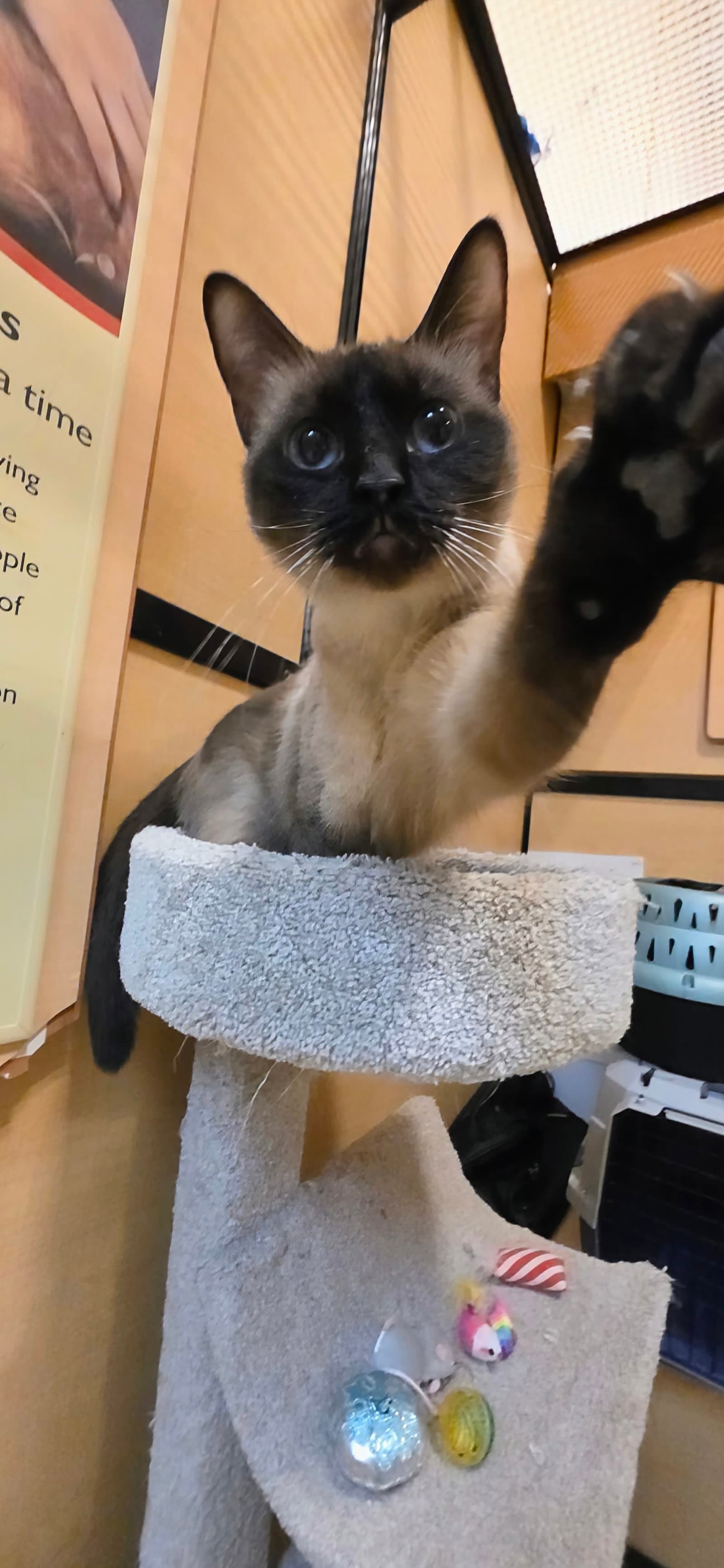 Ballina - Siamese