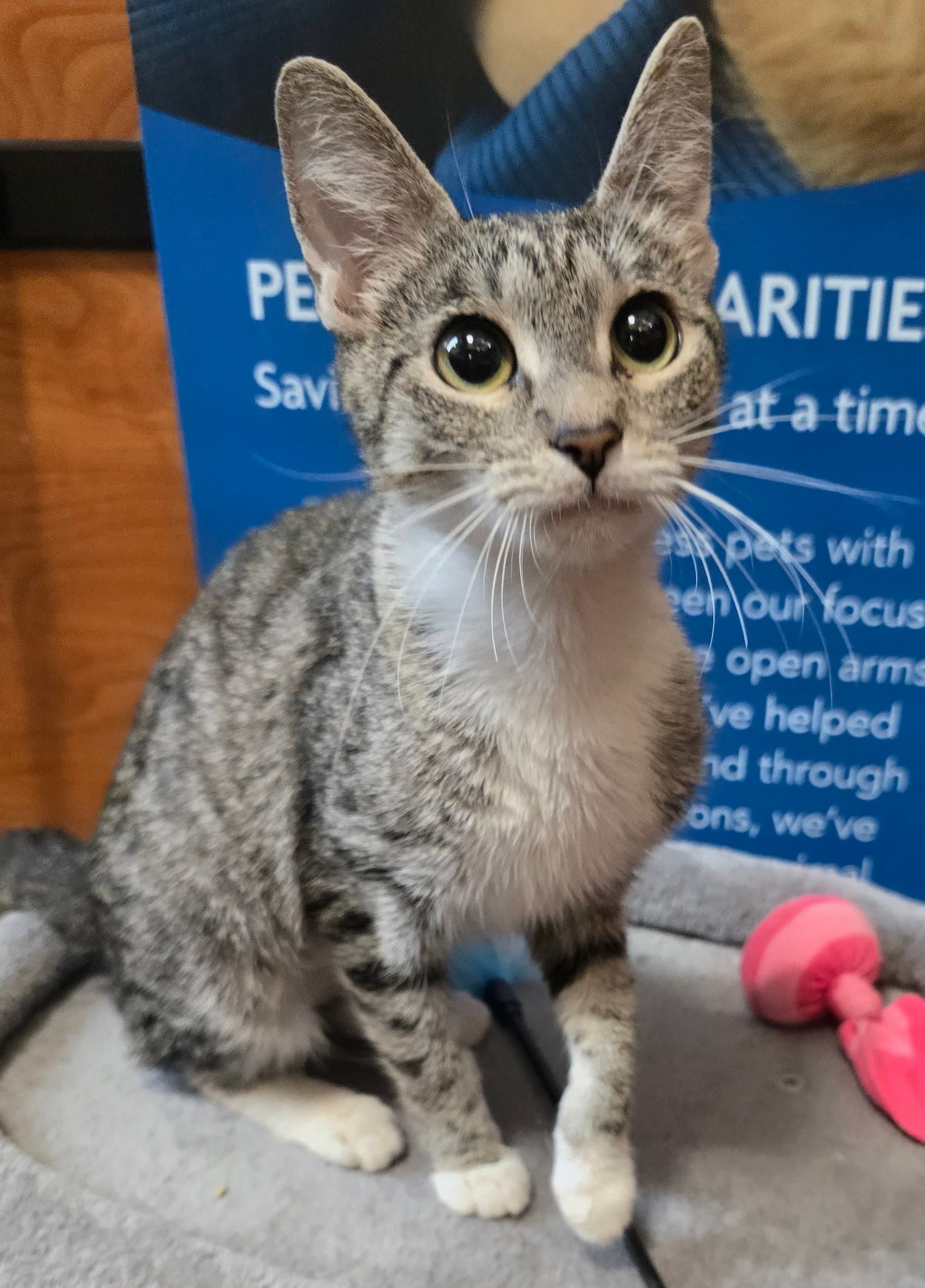 Sigma - Domestic Short Hair