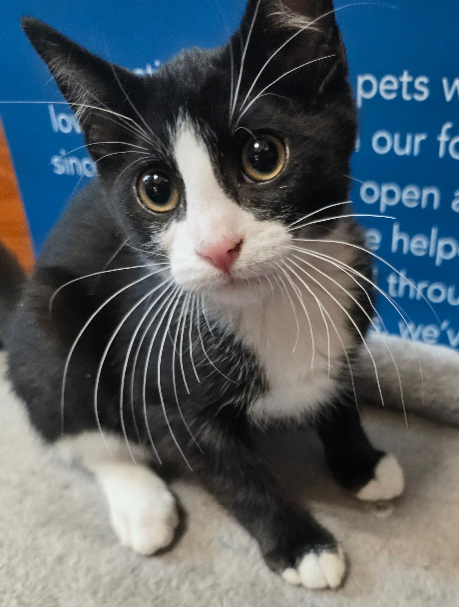Domino - Domestic Short Hair