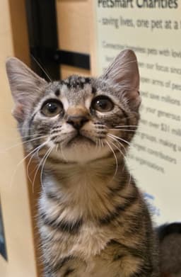 Pepper image 1