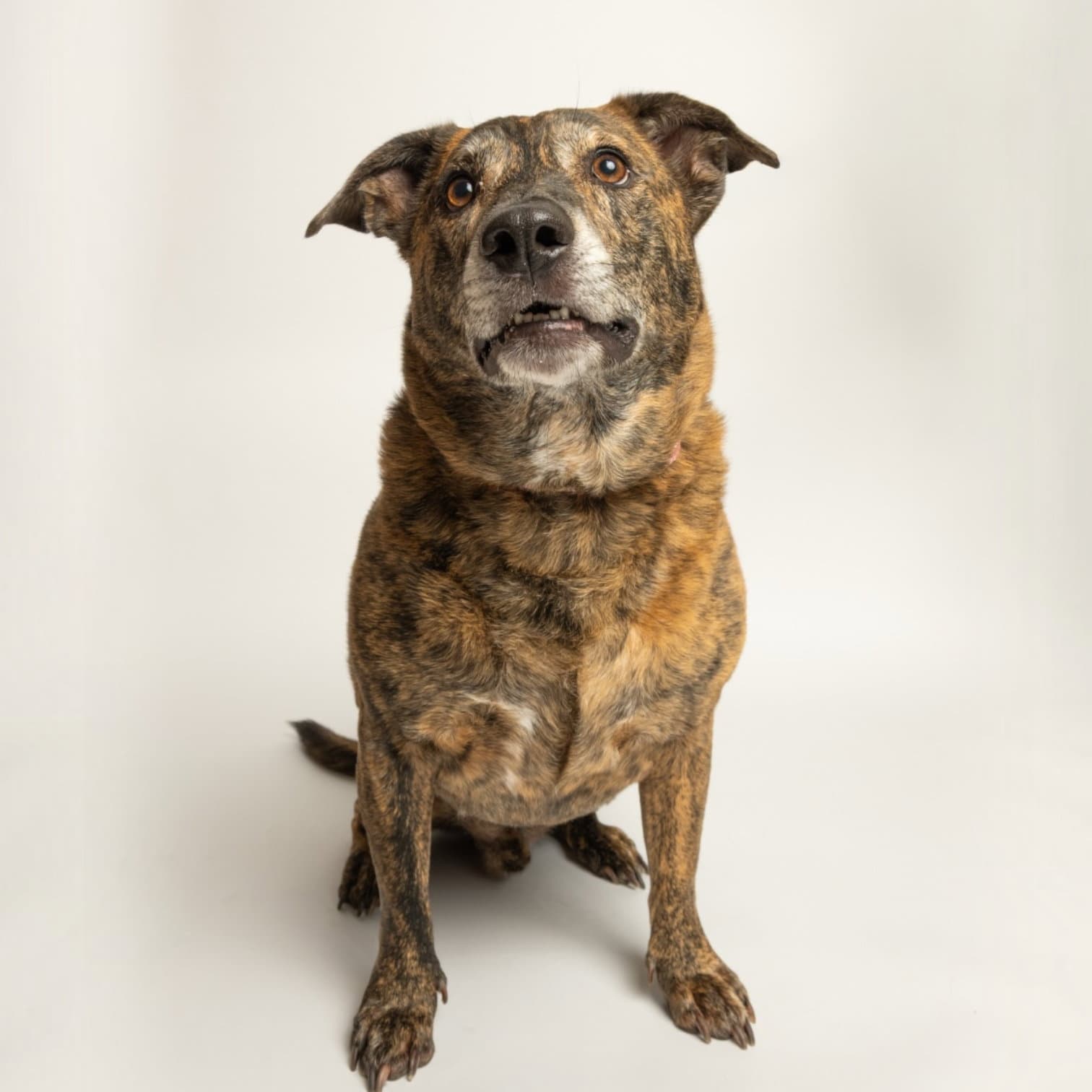 Twix - Plott Hound