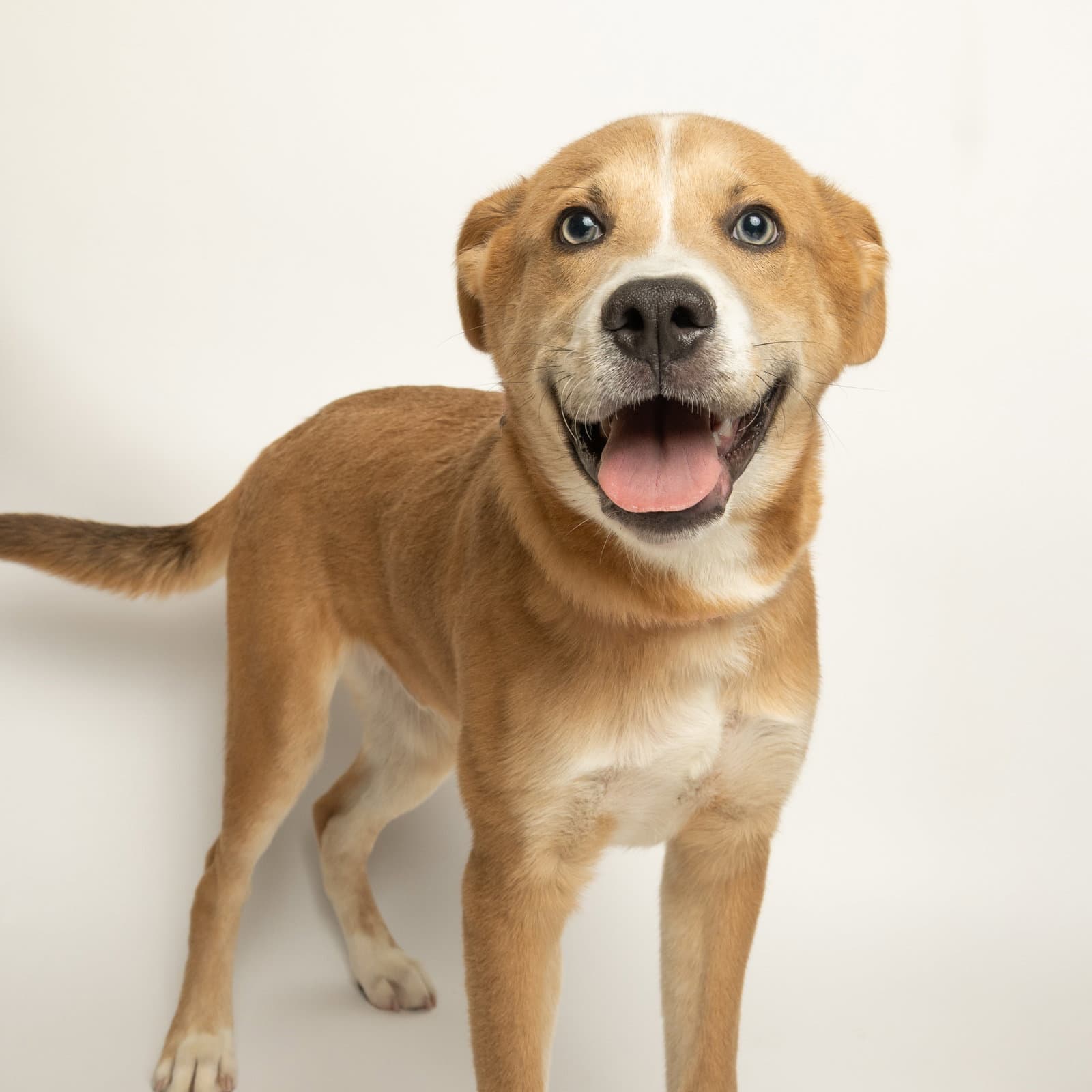 Rusty - Husky