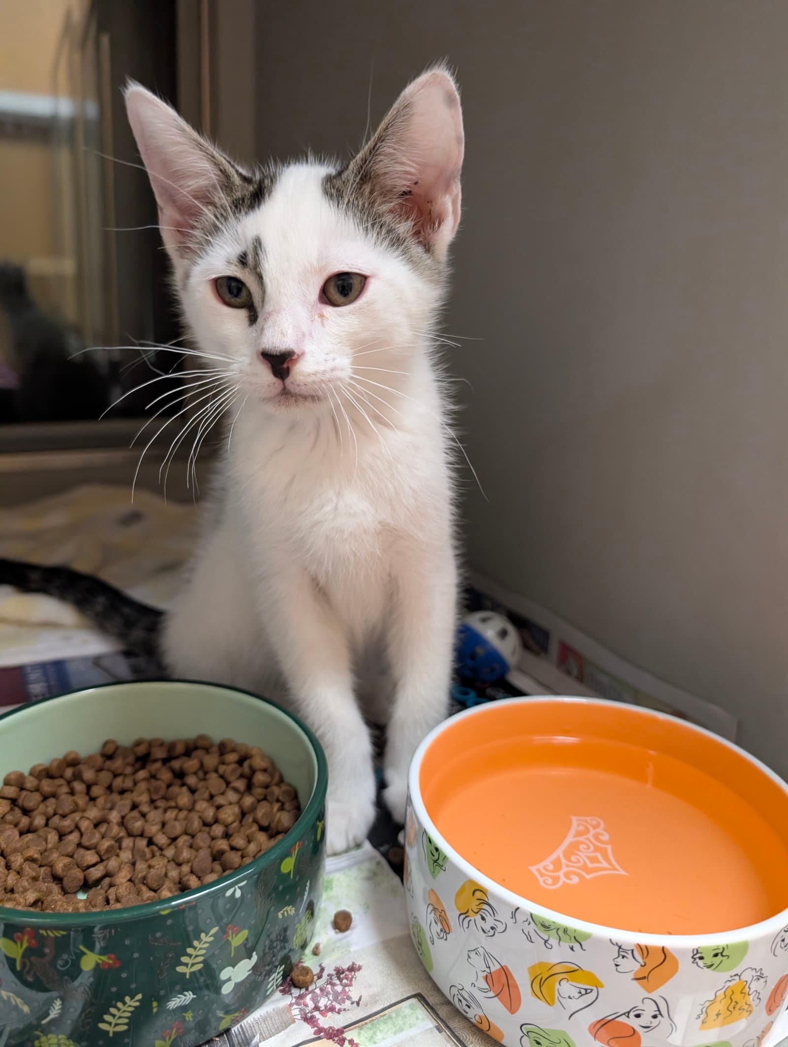 Jolteon - Domestic Short Hair