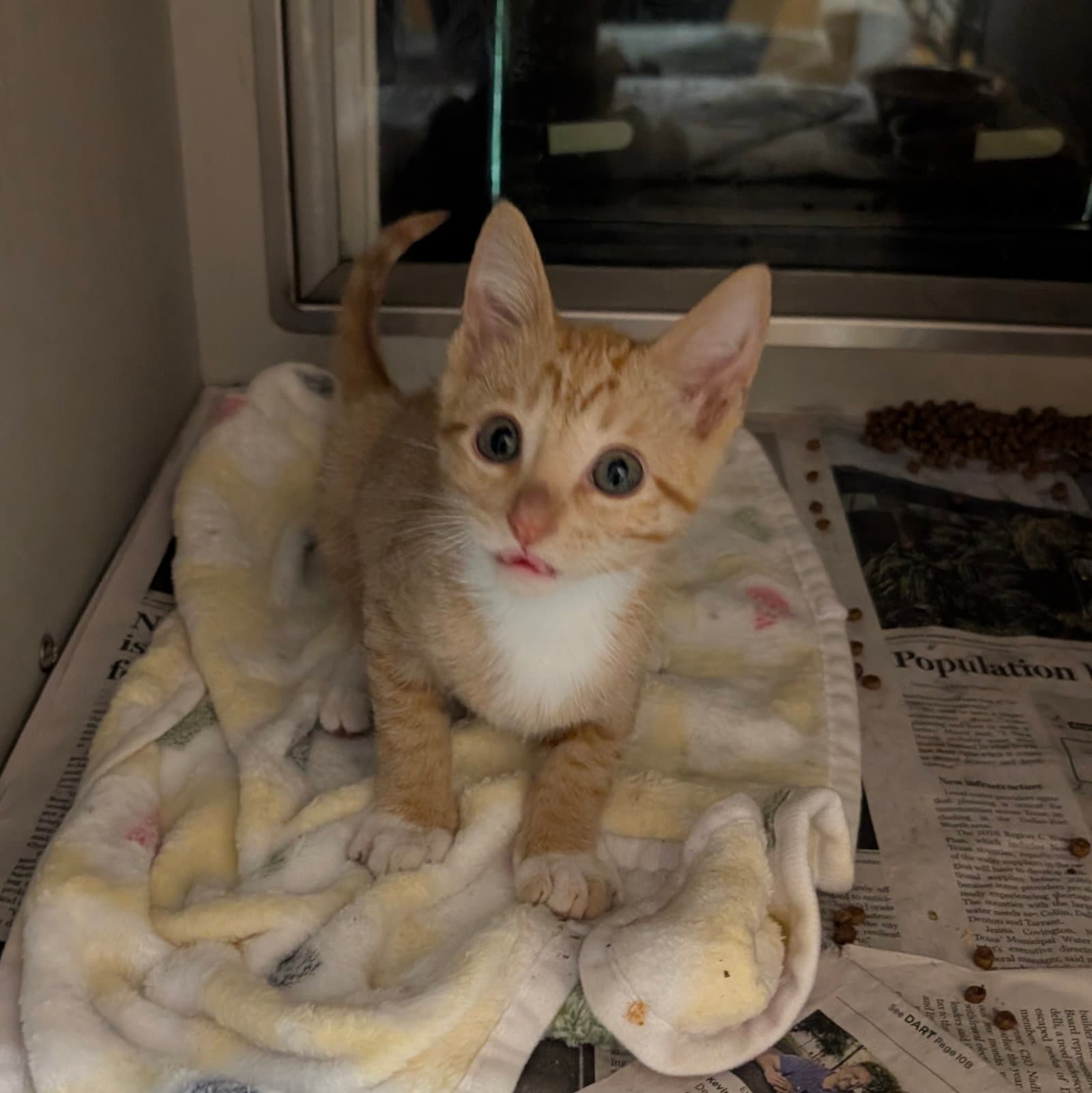 Tania - Domestic Short Hair